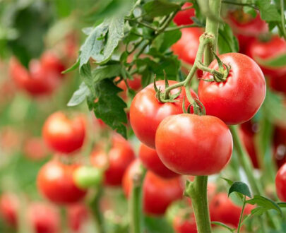 Tomate (1kg)