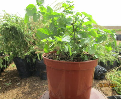 Menthe pastille (en pot)