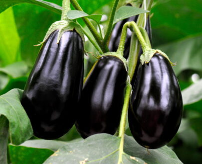 Aubergine (1kg)