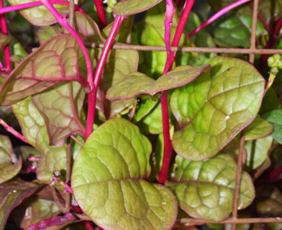 Epinard de Malabar rouge (1kg)